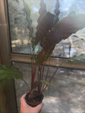 Furry Feather Calathea Plant in 4” Pot, Calathea rufibarba, Indoor Houseplant, Low Light Tolerant, Easy Care