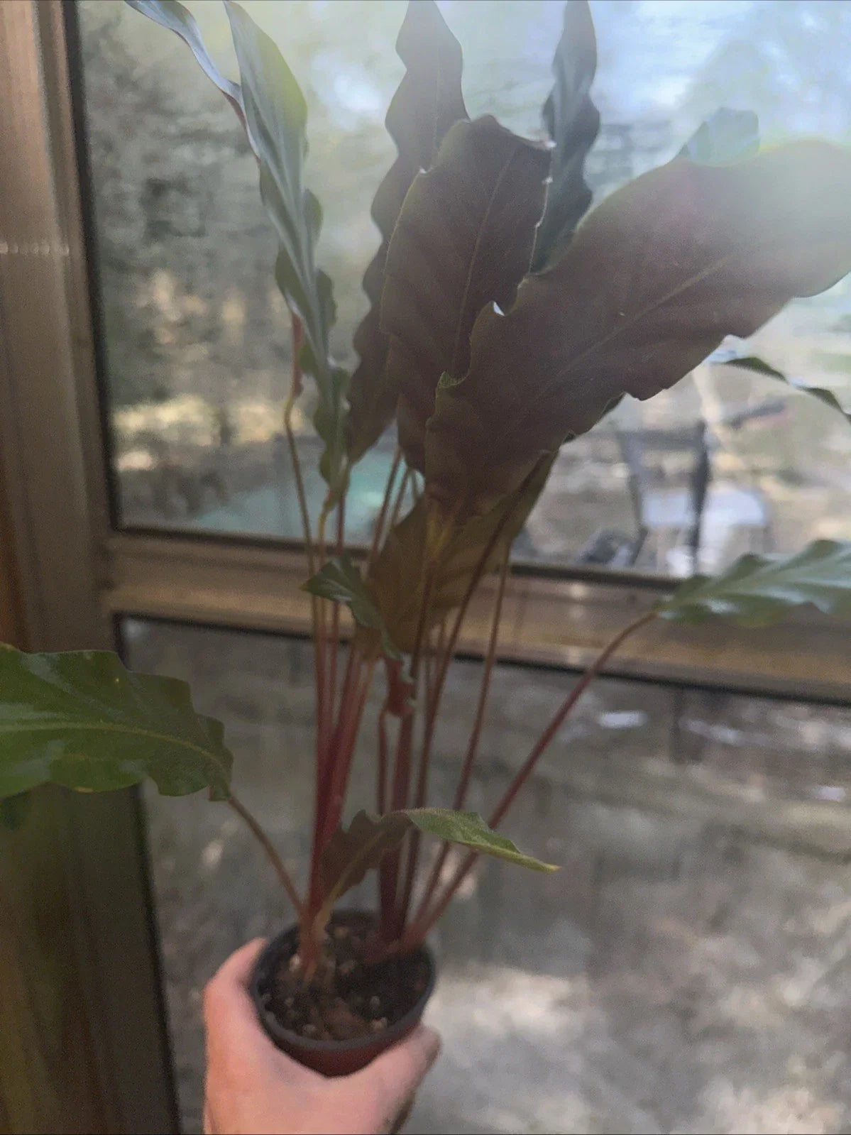 Furry Feather Calathea Plant in 4” Pot, Calathea rufibarba, Indoor Houseplant, Low Light Tolerant, Easy Care