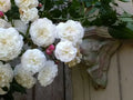 Rambler Rose Plant Bare Root | Felicite et Perpetual | Climbing Variety | Rosa 'Felicite et Perpetuel'