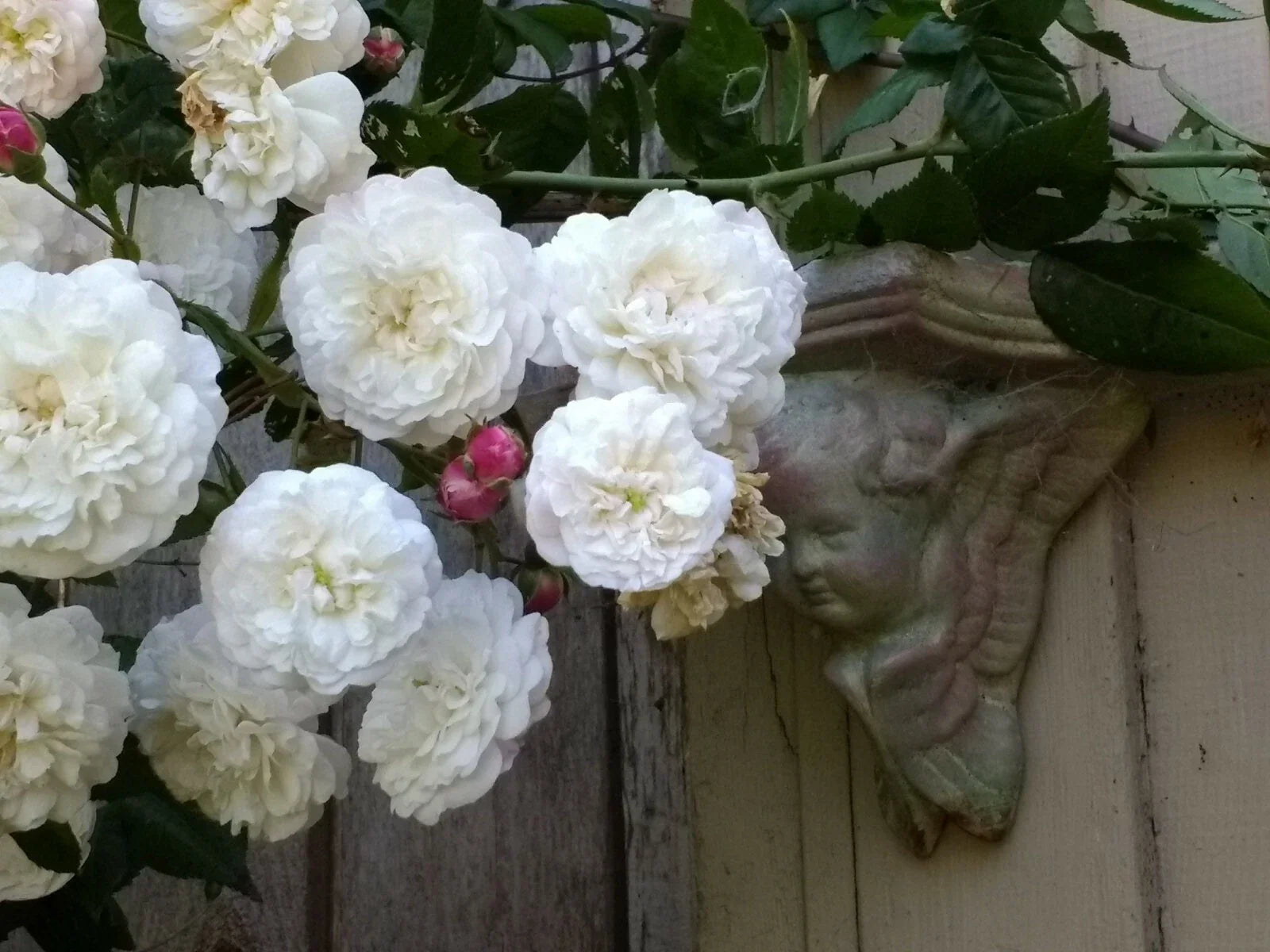 Rambler Rose Plant Bare Root | Felicite et Perpetual | Climbing Variety | Rosa 'Felicite et Perpetuel'