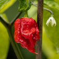Live Carolina Reaper Pepper Plants, 2 in 1 Pot, Super Hot Pepper, Capsicum chinense