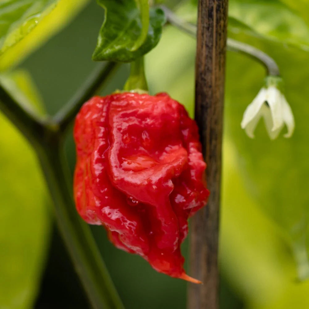 Live Carolina Reaper Pepper Plants, 2 in 1 Pot, Super Hot Pepper, Capsicum chinense