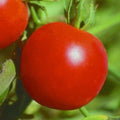 Glacier Tomato Seeds - 100+ Count, Determinate Variety for Sauces & Salads - Solanum lycopersicum