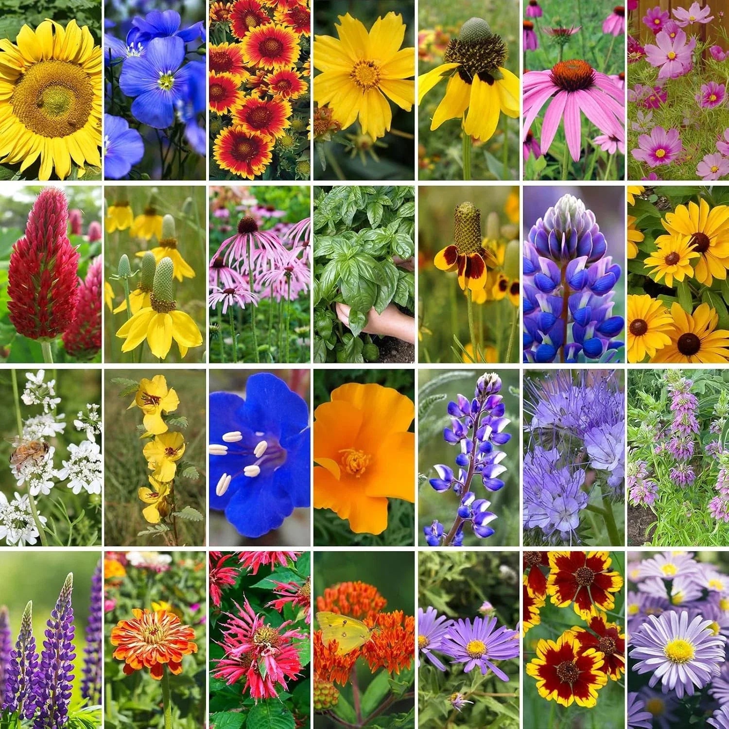 Wildflower Seeds Mix 2 Oz, 50,000+ Seeds, 28 Varieties, Attracts Bees, Butterfly Garden, Native Flora