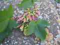 SYCAMORE MAPLE SEEDS - 20 Pack - Acer pseudoplatanus - Premium Tree Seeds for Planting