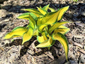 Hosta Plant - 1 Well Rooted Orange Marmalade Perennial - Hosta 'Orange Marmalade'