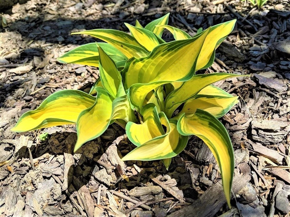 Hosta Plant - 1 Well Rooted Orange Marmalade Perennial - Hosta 'Orange Marmalade'