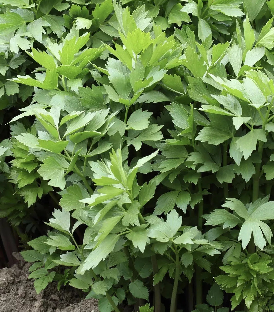 Lovage Seeds 200+ Non-GMO Open Pollinated Medicinal Herb Seeds (Levisticum officinale) USA Free Shipping