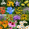 Perennial Flower Seed Mix | 17 Varieties | Colorful Wildflowers for Garden | Ideal for Pollinators and Easy to Grow