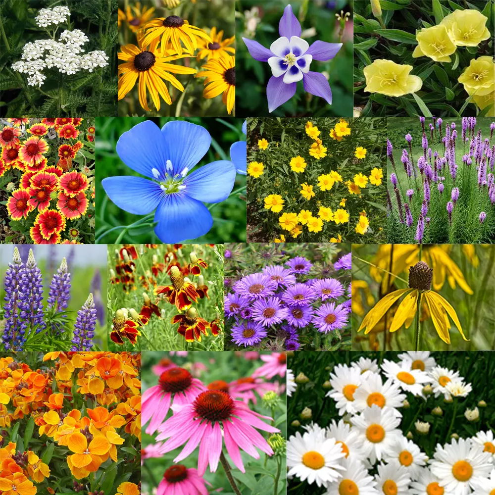 Perennial Flower Seed Mix | 17 Varieties | Colorful Wildflowers for Garden | Ideal for Pollinators and Easy to Grow