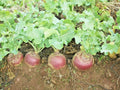 Purple Top Rutabaga Seeds - Organic Vegetable Seeds for Spring & Fall Garden - Brassica napus
