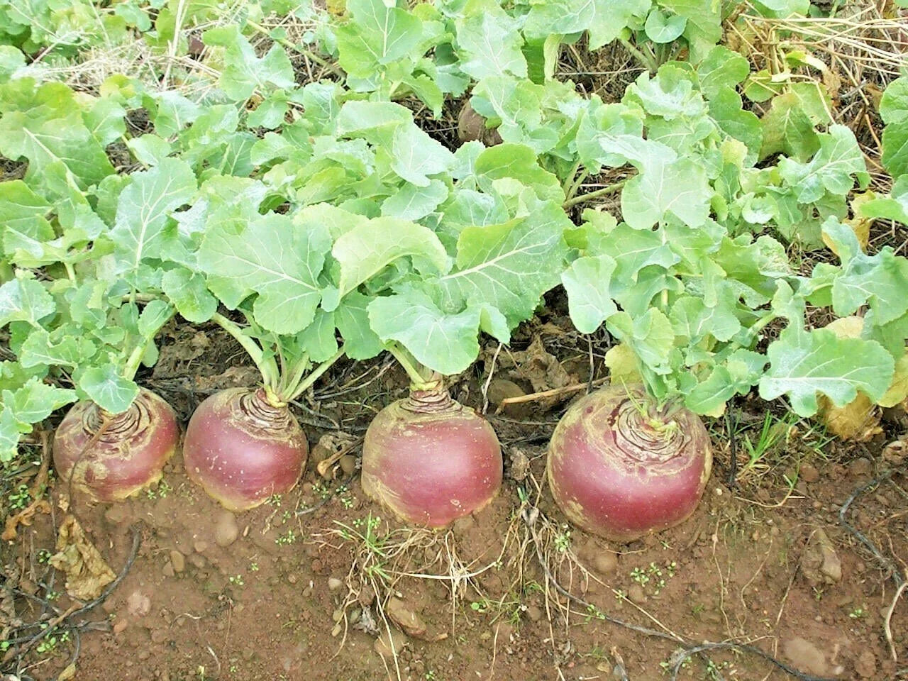 Purple Top Rutabaga Seeds - Organic Vegetable Seeds for Spring & Fall Garden - Brassica napus