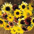 Sunflower Seeds Monet's Palette Mix - Pollenless Cut Flower - 25 Seeds - Helianthus annuus