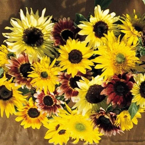 Sunflower Seeds Monet's Palette Mix - Pollenless Cut Flower - 25 Seeds - Helianthus annuus