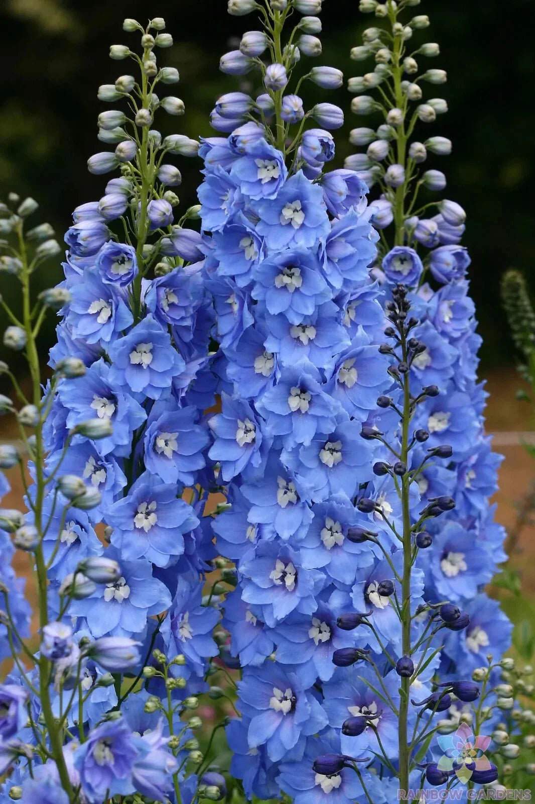 Delphinium Seeds - 200+ Sunny Skies Variety - Garden Planting - Delphinium elatum - USA - Free Shipping