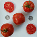 Marglobe Supreme Tomato Seeds - 25 Fresh Seeds - Heirloom Variety - Solanum lycopersicum