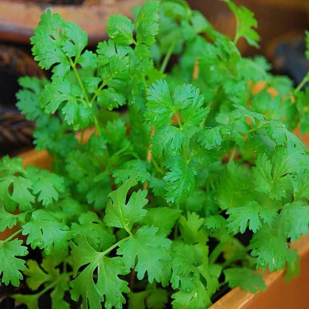 Cilantro Seeds 200++ Heirloom Non-GMO Herb Seeds Coriandrum sativum - USA Seller