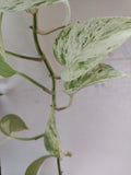 Pothos Cuttings 2-3 Nodes Non-Rooted Epipremnum Aureum Green Houseplant Cuttings