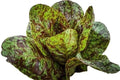 Freckles Romaine Lettuce Seeds - 500+ Heirloom Organic Non-GMO - Lactuca sativa