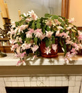 Rare Peach Beauty Thanksgiving Cactus Cuttings - 3 Segments - No Root - Schlumbergera spp.
