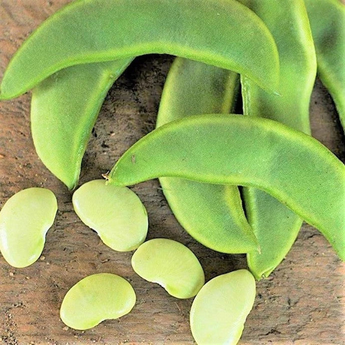 Henderson Lima Bean Seeds - Baby Butter Beans Heirloom Non-GMO for 2025 Planting - Phaseolus lunatus