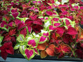 Coleus Rainbow Mix Seeds - 500+ Colorful Varieties for Vibrant Gardens - Coleus Blumei