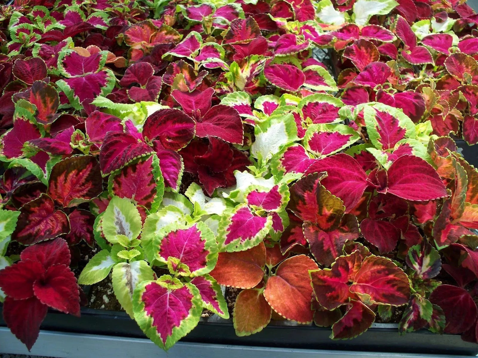 Coleus Rainbow Mix Seeds - 500+ Colorful Varieties for Vibrant Gardens - Coleus Blumei