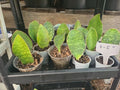 Baby Sansevieria Masoniana Whale Fin Snake Plant 4-5" Rooted Indoor Plant (Dracaena trifasciata)