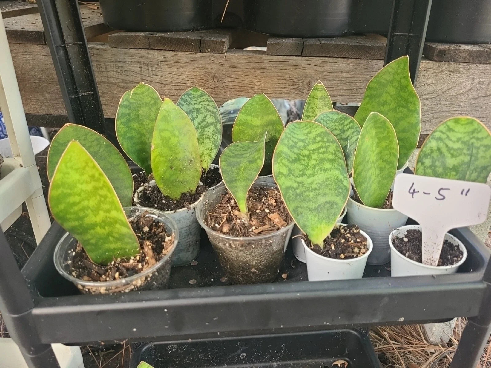 Baby Sansevieria Masoniana Whale Fin Snake Plant 4-5" Rooted Indoor Plant (Dracaena trifasciata)