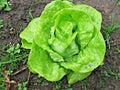Tom Thumb Lettuce Seeds - Organic Romain Leaf Variety for Spring & Fall Garden - Perfect for Containers (Lactuca sativa)