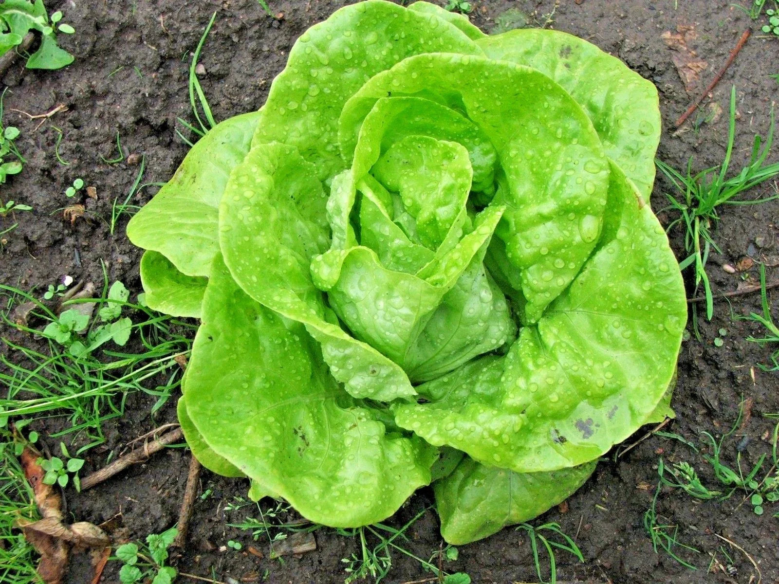 Tom Thumb Lettuce Seeds - Organic Romain Leaf Variety for Spring & Fall Garden - Perfect for Containers (Lactuca sativa)