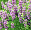 LEMON MINT SEEDS - 400+ Non-GMO Monarda citriodora - Perennial Herb for Aromatic Gardens and Culinary Use