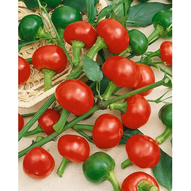 Large Red Cherry Hot Pepper Seeds - 50 Non-GMO Heirloom Seeds - Capsicum annuum