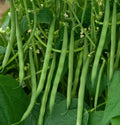 Contender Green Bean Seeds | Non-GMO Stringless Bush Vegetable Seed | Phaseolus vulgaris | New 2025