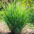 Lemon Grass Seeds 50+ Non-GMO Fresh Cymbopogon citratus Garden Seeds USA