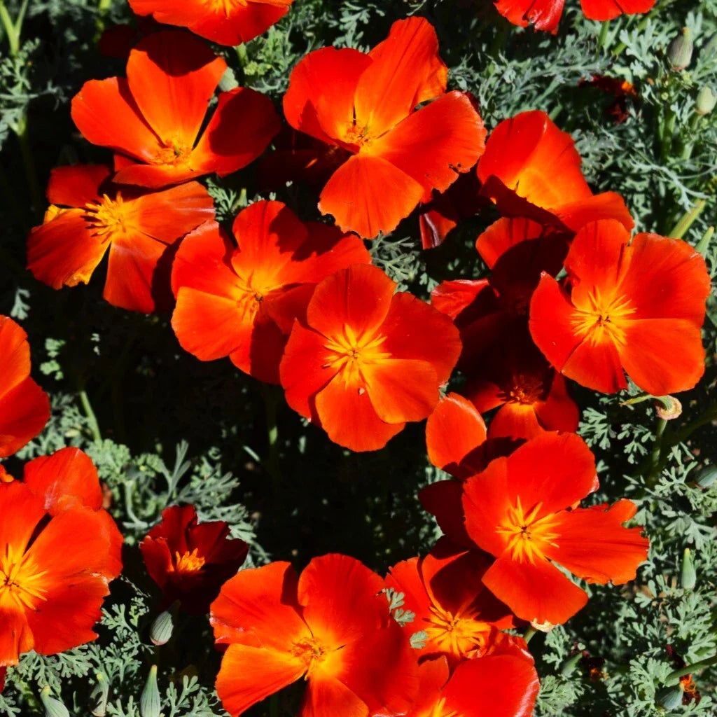 California Poppy Seeds - Red Chief Scarlet - Papaver californicum - Perfect for 2025 Planting