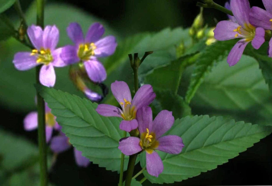 Pyramidflower Herb Seeds - 50+ Seeds, Broom-wood, Melochia pyramidata - Medicinal & Culinary Use