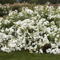 Rosa 'Icy Drift' Cuttings - 6 Shrub Groundcover Rose Cuttings for Garden Planting