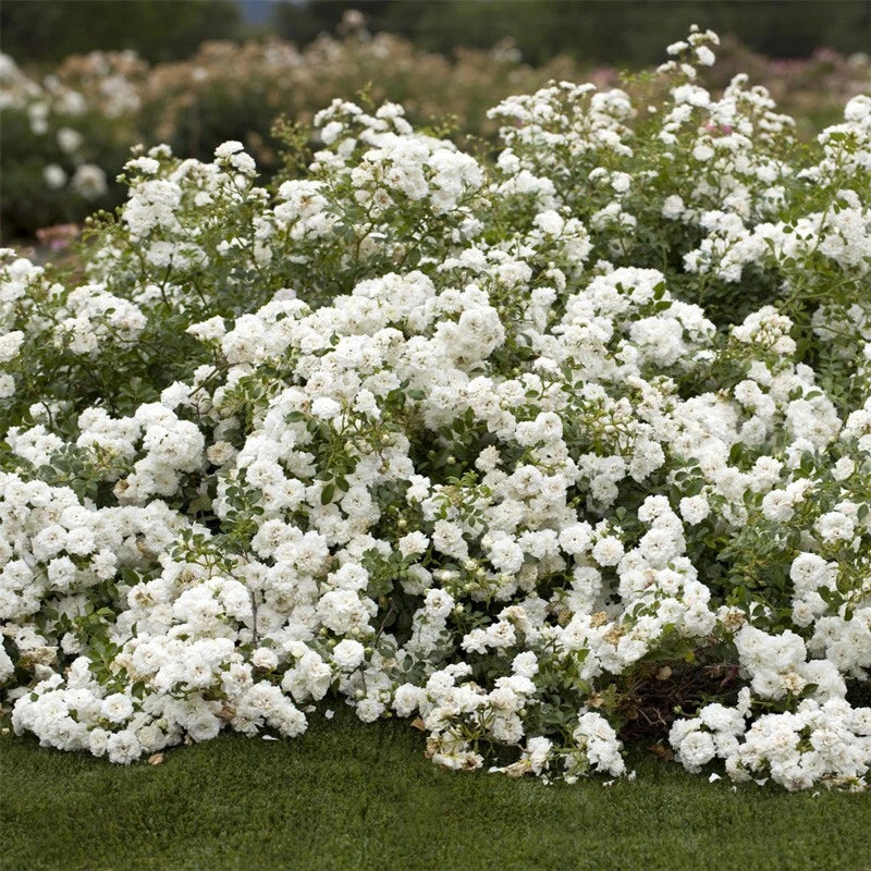 Rosa 'Icy Drift' Cuttings - 6 Shrub Groundcover Rose Cuttings for Garden Planting