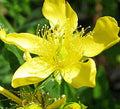 St John's Wort Seeds 500+ Count - Great Variety Perennial Herb for Garden - Hypericum perforatum