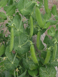 Lincoln Shell Garden Pea Seeds, Non-GMO, Sweet Homesteader Variety, Pisum sativum, Free Shipping