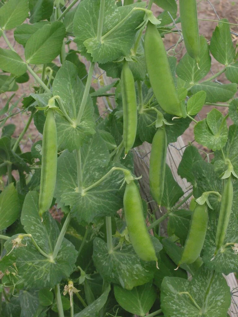 Lincoln Shell Garden Pea Seeds, Non-GMO, Sweet Homesteader Variety, Pisum sativum, Free Shipping