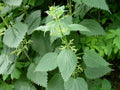 Stinging Nettle Seeds - 100 Urtica dioica - Organic Herbal Plant for Medicinal Use