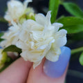 Lady Banks White Rose Bush Plant - Heirloom Own Root, Fragrant, Double Bloom - Rosa banksiae 'Alba'