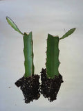 Dragon Fruit Cactus 2pk, Pitaya Plant Rooted Cuttings, Hylocereus undatus - Tropical Edible Gardening