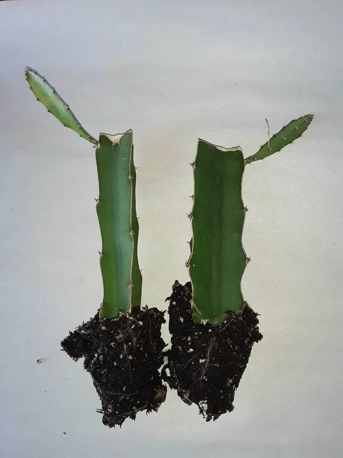Dragon Fruit Cactus 2pk, Pitaya Plant Rooted Cuttings, Hylocereus undatus - Tropical Edible Gardening