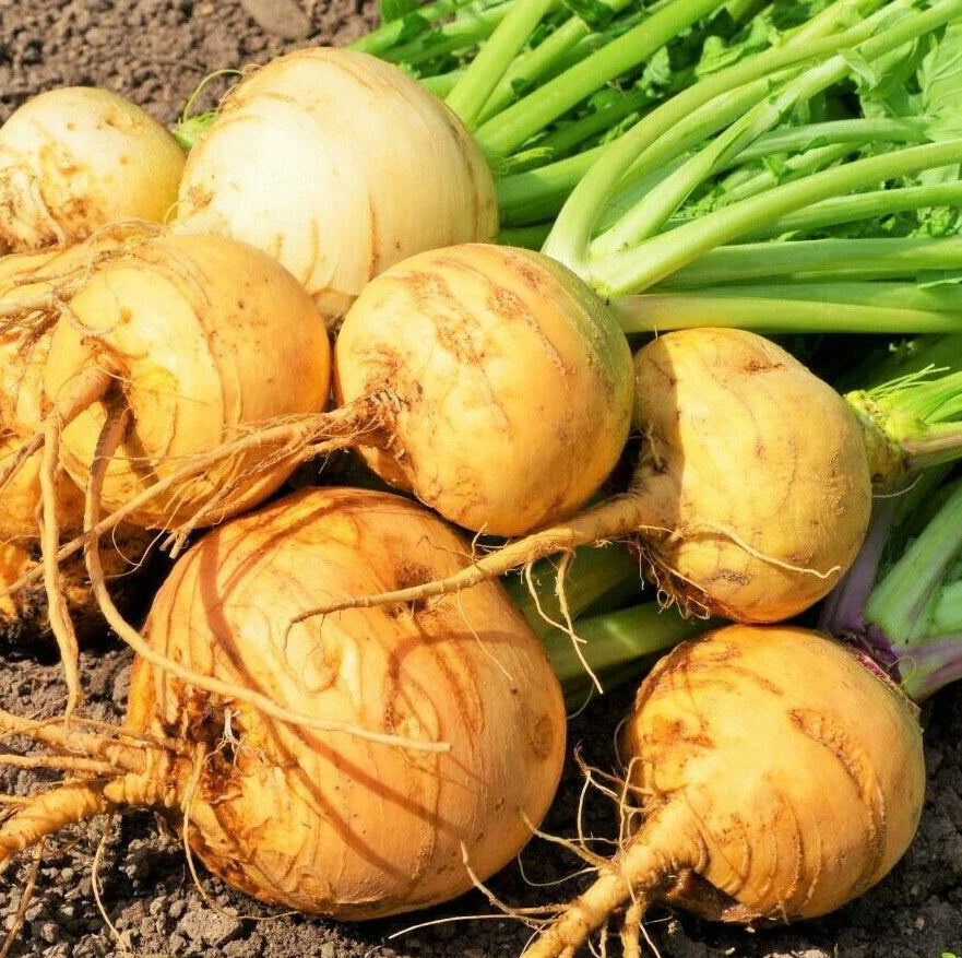 Golden Ball Turnip Seeds - Yellow White Globe Turnips - Brassica rapa - Garden Vegetable Seed 2025