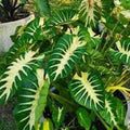 Maui Sunrise Colocasia esculenta Small Rooted Starter Plant Royal Hawaiian