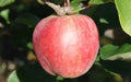 Yarlington Mill Apple Seeds - 25+ Heirloom Seeds for Garden Planting - Malus domestica - USA