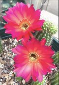 Lucille Peanut Cactus Plant - Chamaecereus Rare European Hybrid Rooted Plants